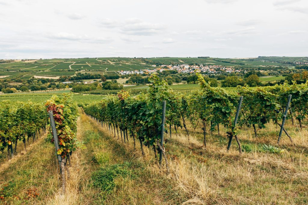 Vin d’été Vin d'été