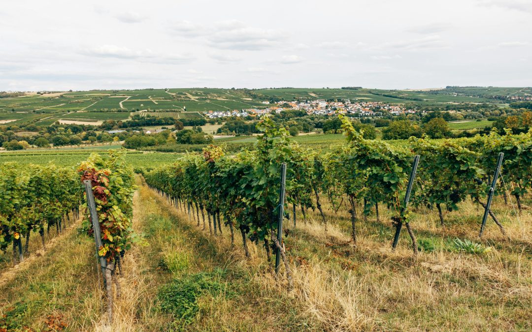 Vin d&rsquo;été — Le guide Vendéole pour la belle saison