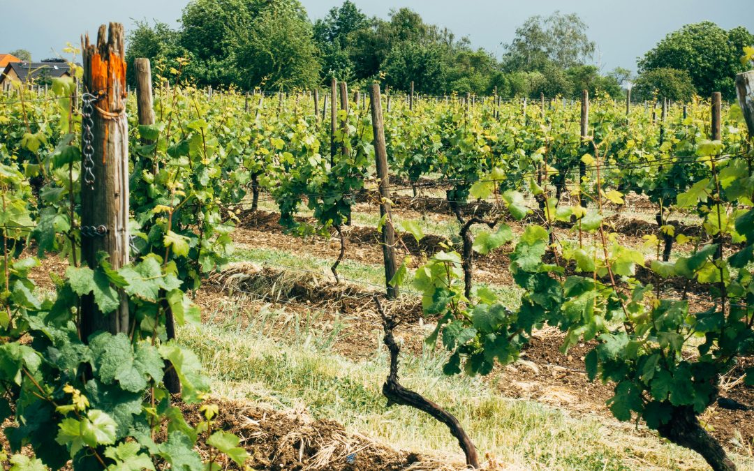 Vin fête des mères — Les meilleurs cadeaux Vendéole