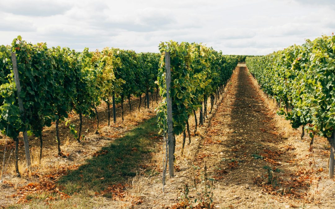 Vin fête des pères — Les meilleurs cadeaux Vendéole