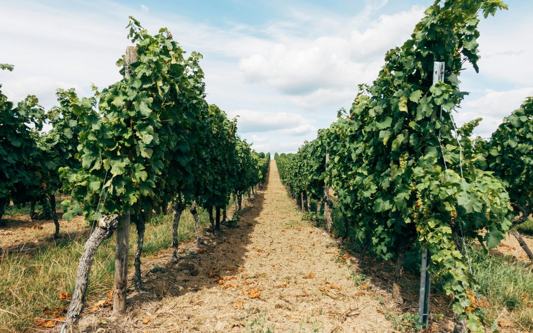 Vin pendaison de crémaillère — Le guide cadeau Vendéole