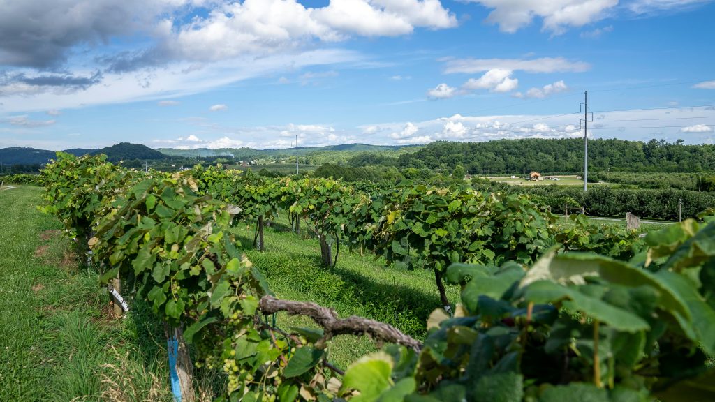 constituer sa cave à vin