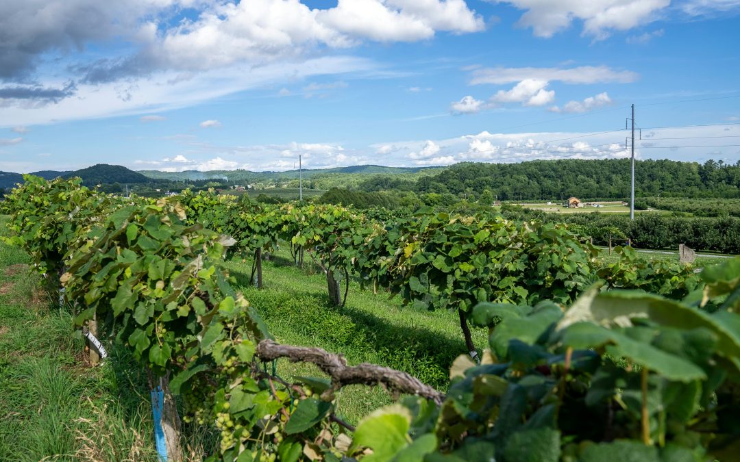 Constituer sa cave à vin : le guide du débutant