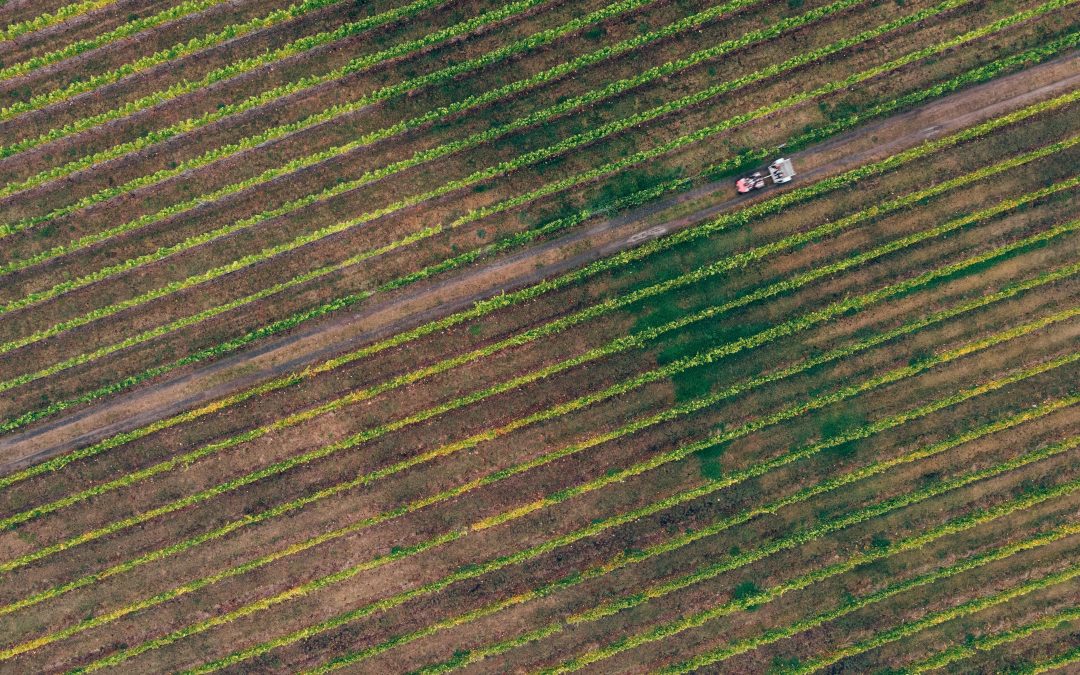 Les erreurs à éviter quand on achète du vin