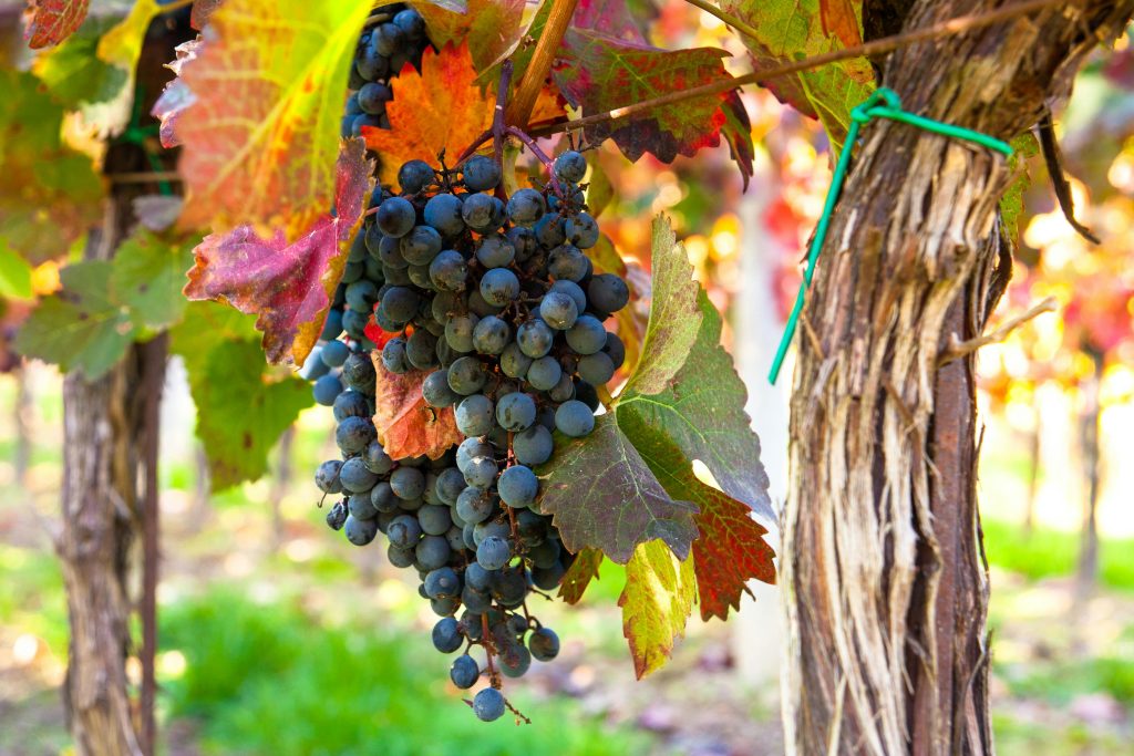 foire aux vins 2026