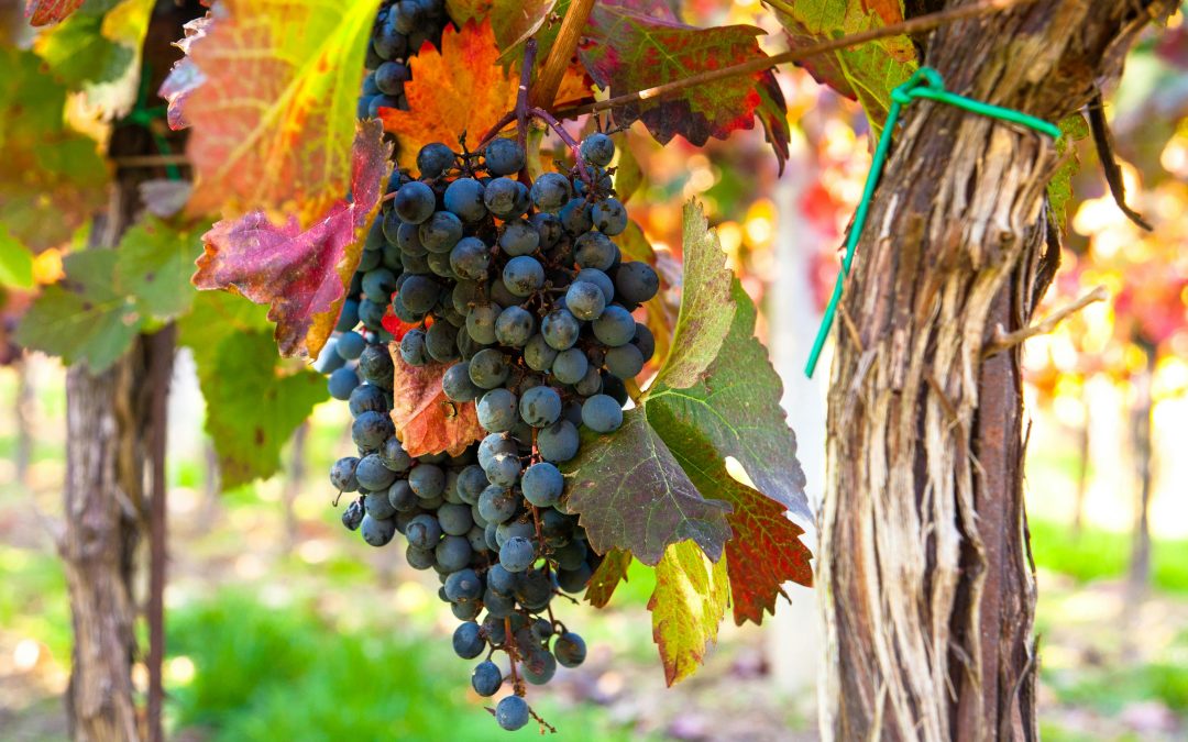 Foire aux vins 2026 : notre guide pour bien acheter