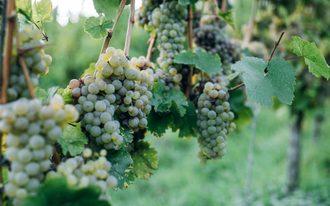 Comprendre l&rsquo;étiquette d&rsquo;un vin : notre guide complet