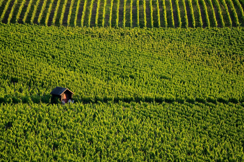 différence AOP IGP Vin de France