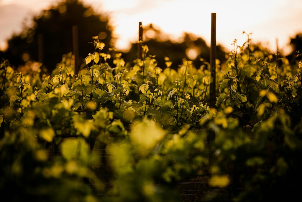 différence Minervois Corbières Cabardès