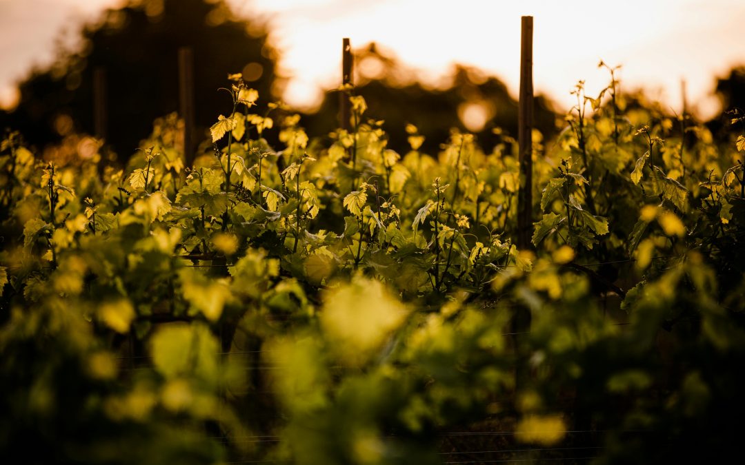 Minervois, Corbières, Cabardès : les différences à connaître