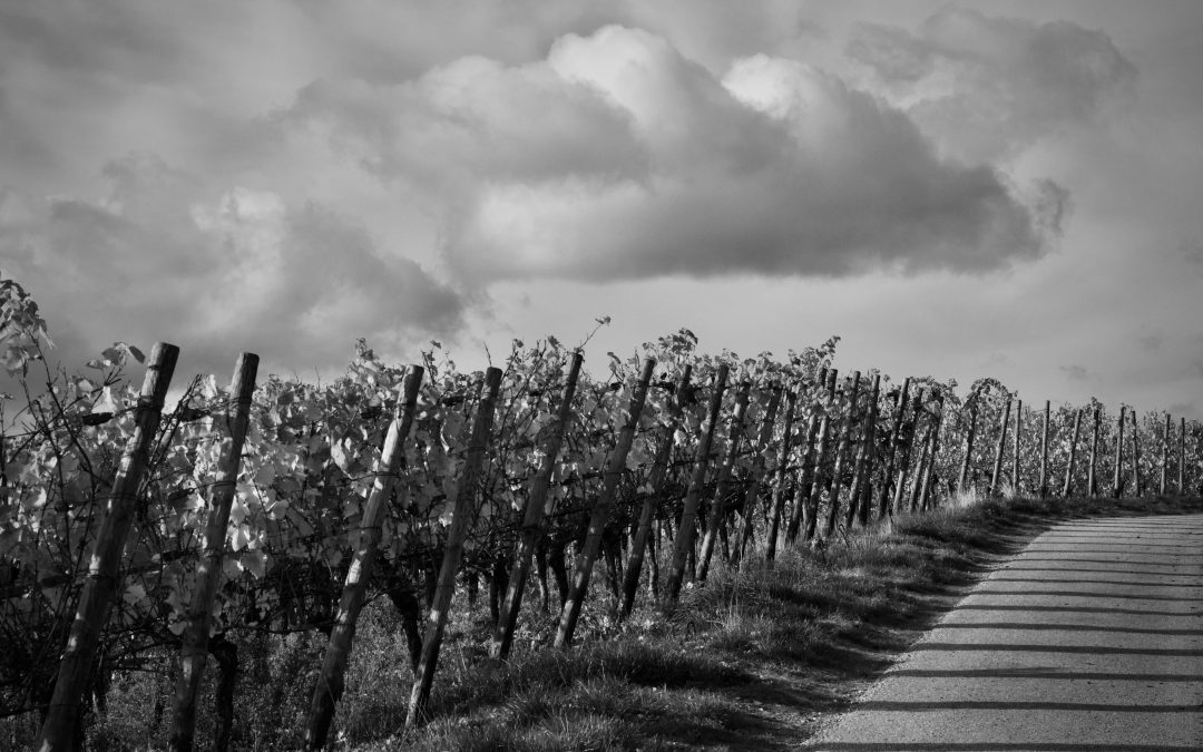 Routes des vins de l&rsquo;Aude : notre circuit complet