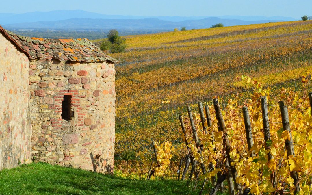Vignobles d&rsquo;Occitanie : les appellations à connaître