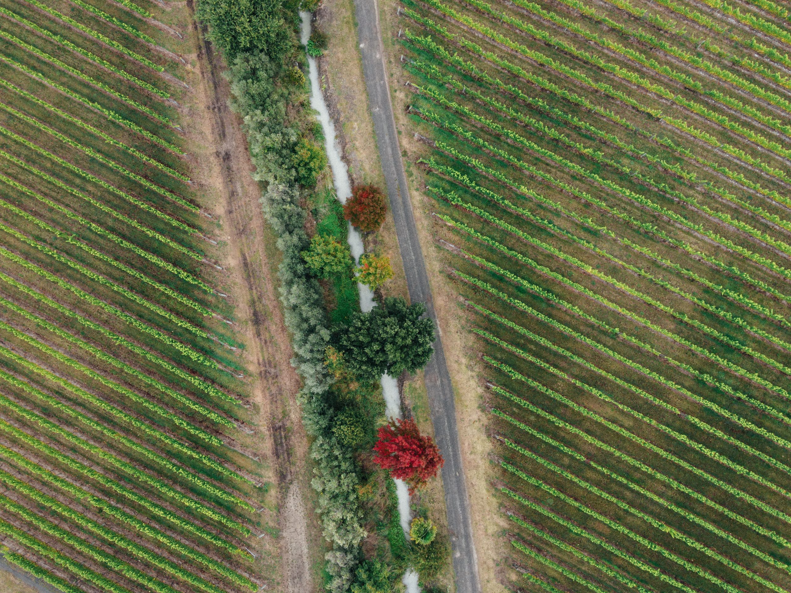 Vue aérienne d'un vignoble en Languedoc pour la foire aux vins 2026