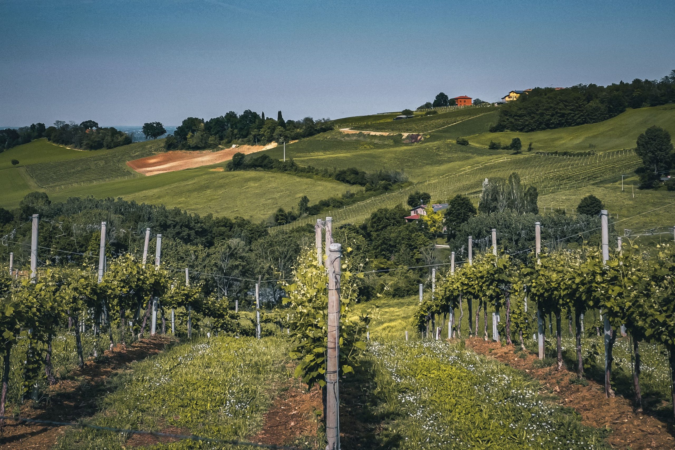 Vignoble sur collines audoises, foire aux vins 2026