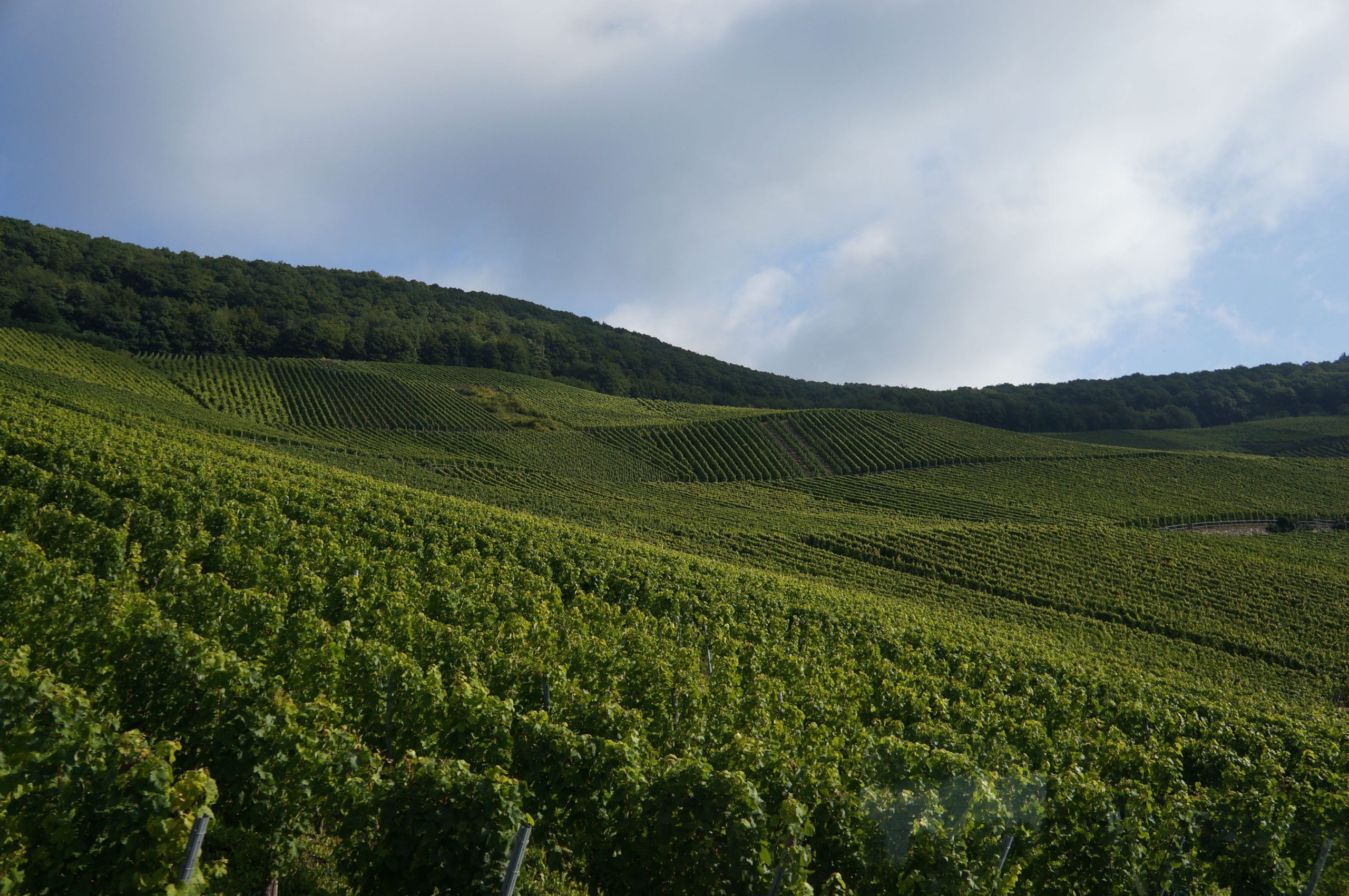 Vue aérienne d'un vignoble, foire aux vins en direct producteur