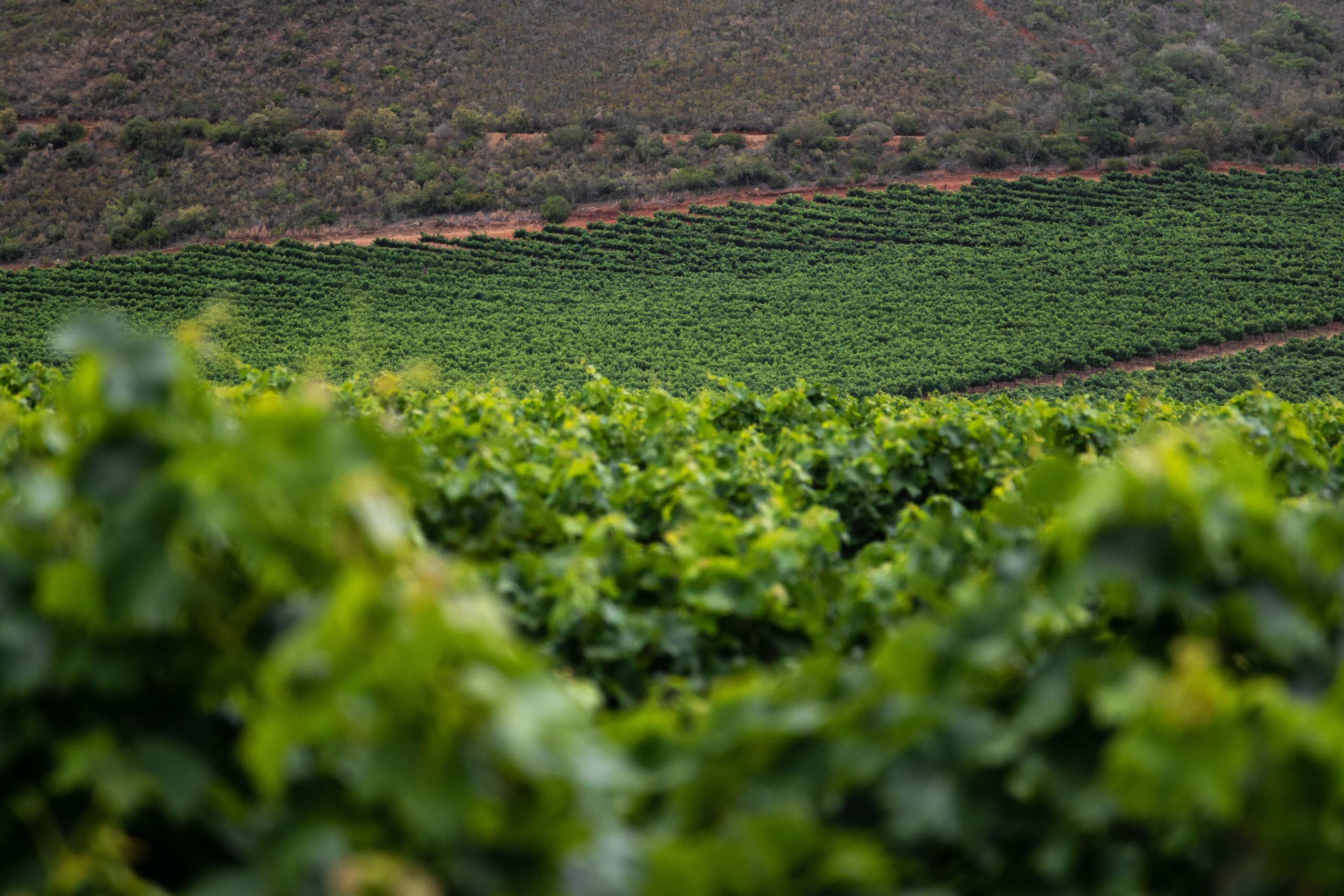 Vue panoramique sur un vignoble, guide pour quel vin acheter à la foire aux vins