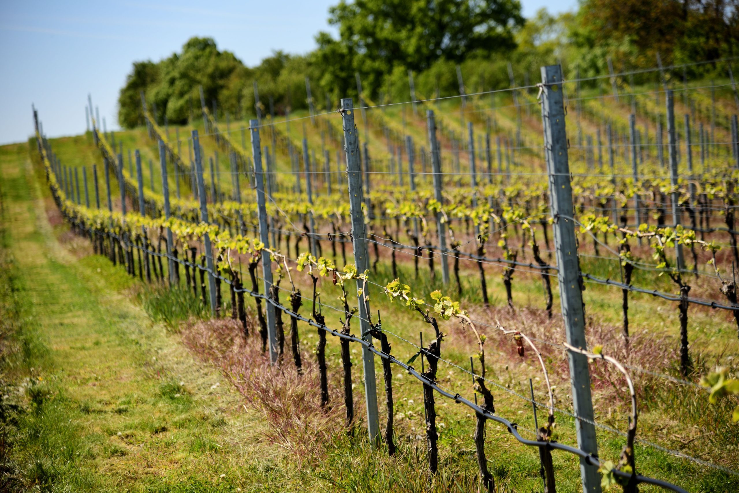 Vignoble en pente, aide à choisir quel vin acheter à la foire aux vins