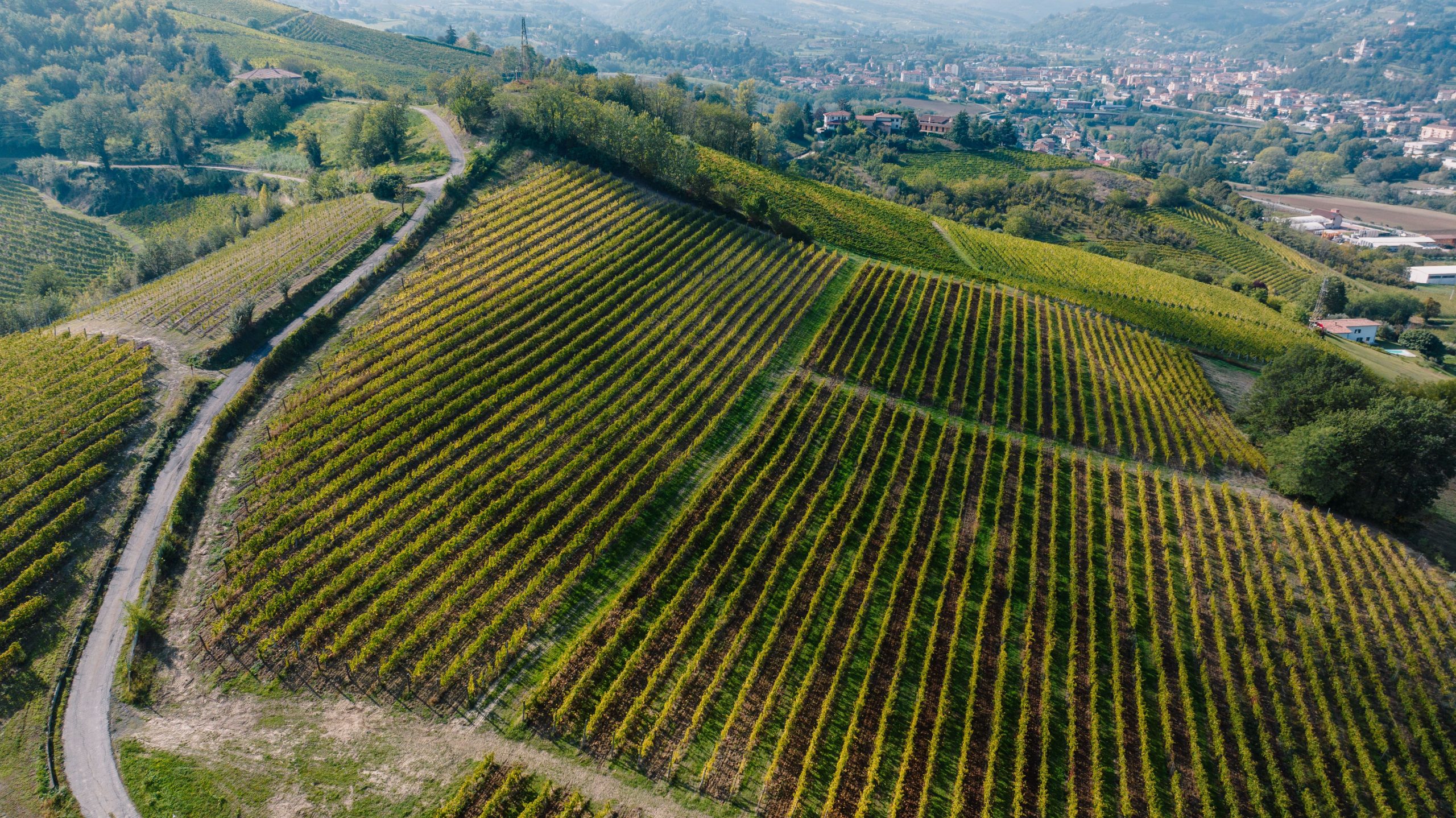 Vignoble en fin de printemps illustrant la foire aux vins Vendéole